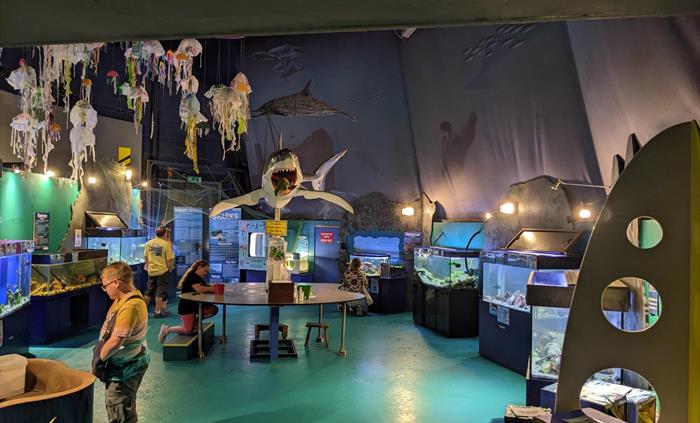 Large open room with multiple aqauriums and marine decorations